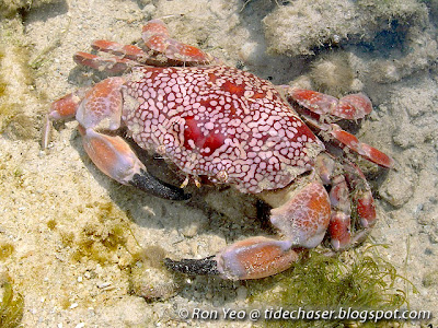 Mosaic Crab (Lophozozymus pictor) Mosaic Crab (Lophozozymus pictor)