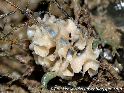 Lace-like Bryozoan
