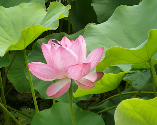 oil springs buddhist singles Welcome to cal-a-vie mom and teen week marie ferro, beauty week. oil springs buddhist singles Welcome to cal-a-vie mom and teen week marie ferro, beauty week.
