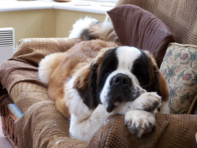 The Gest Dogs In World There Be Giants Ark E Image Credit Flickr User Dbking