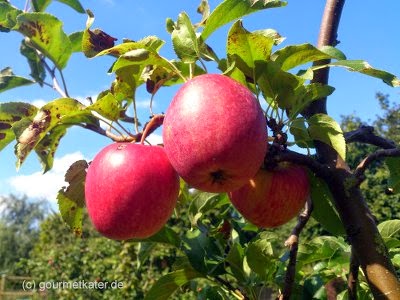 Äpfel