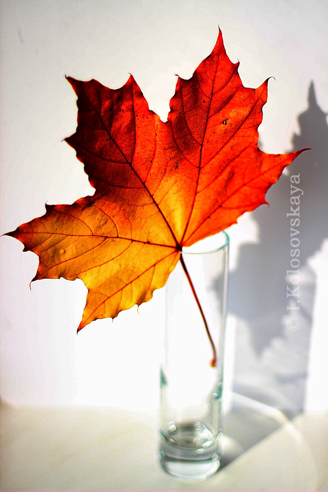 Photo Hacks Ethics in Photography Do Photos Lie With