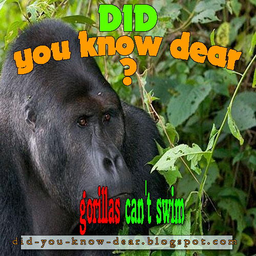gorillas can't swim Did you know