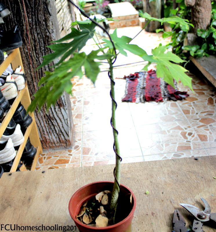 FCU HOMESCHOOLING JOURNEY HOW I MAKE PAPAYA BONSAI FOR MY HOMESCHOOL