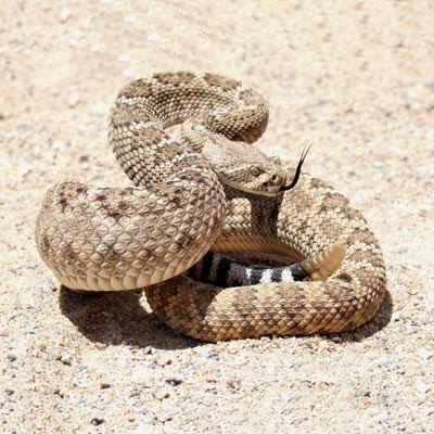 VIDEO SERPIENTE VENENOSAS video serpiente venenosas: