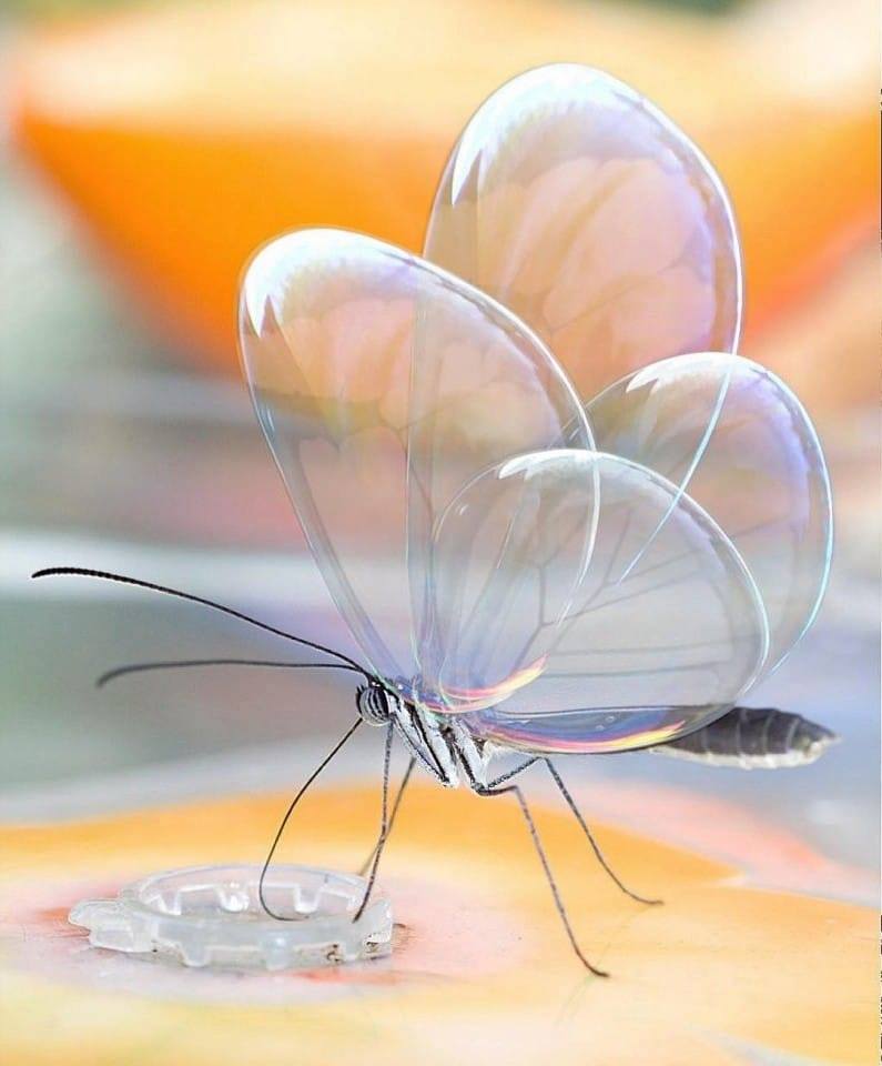 Farfalla traslucida - Greta Oto