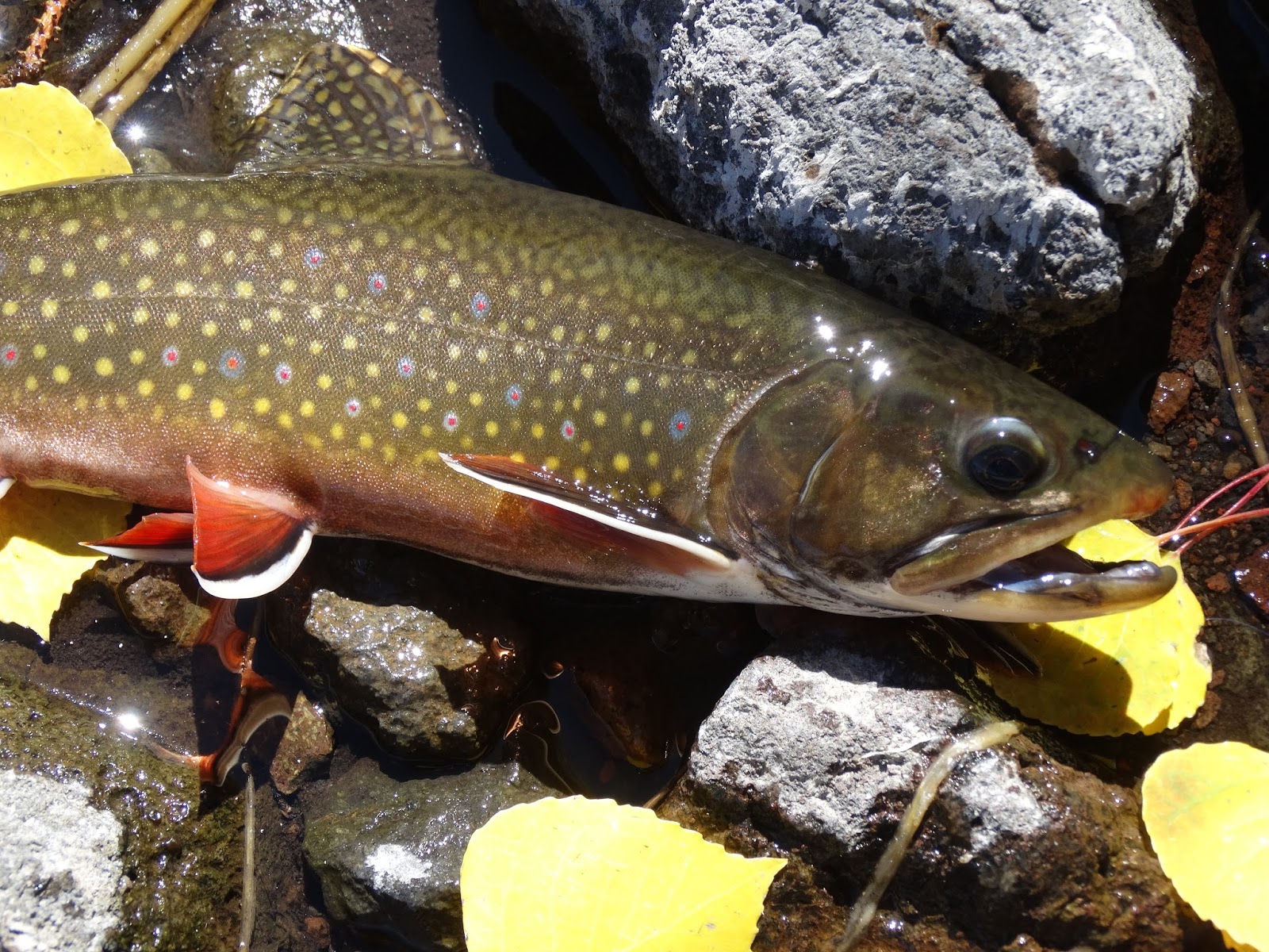 Southern Utah Fly Fishing ,Quiet Fly Fisher Guide Service & Fly Shop Fly Fishing Southern Utah