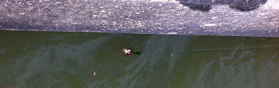 Crabbing at Mudeford Quay