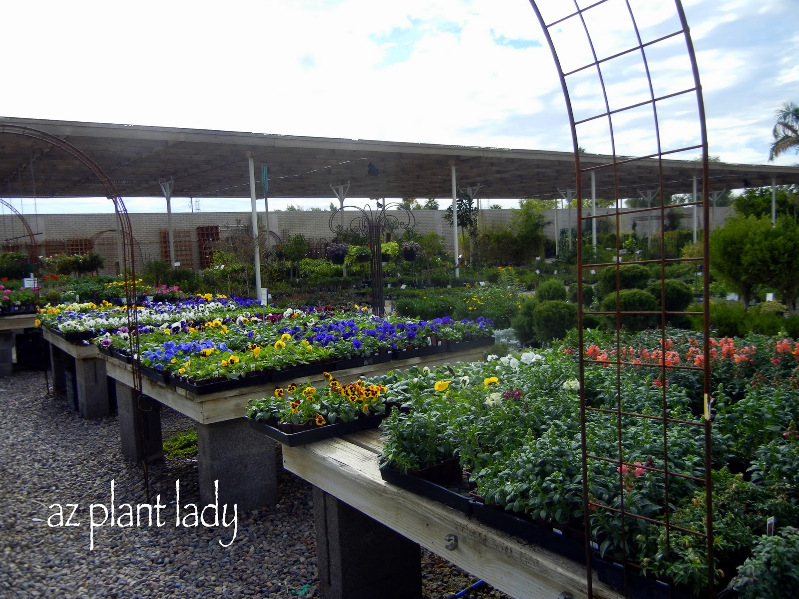 Nursery Visit And Temptations Ramblings From A Desert Garden I Decided That My Resolve Was Strong And Wouldn T Any Plants For Myself So It Okay To Stroll Through The Nursery Take Some Pictures