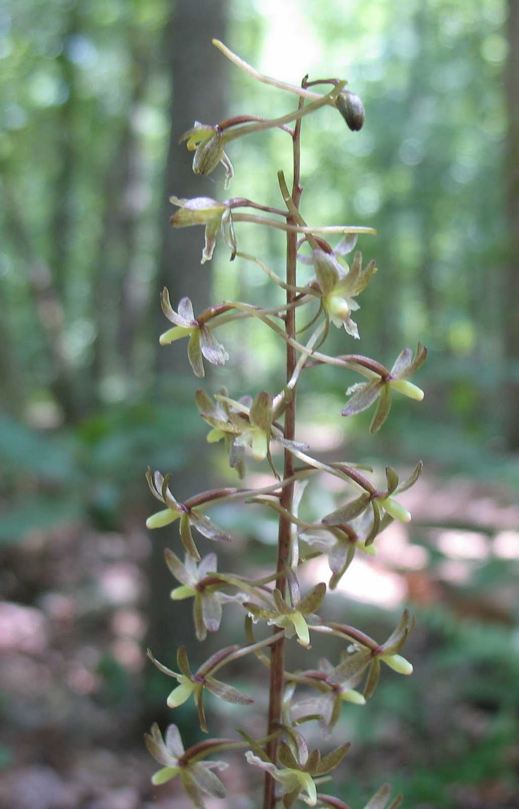 Using Native Plants Orchids That Might be in Your Yard