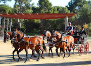 Horses (Equus caballus) and Draught Horse Showing (four in hand team of bay horses)