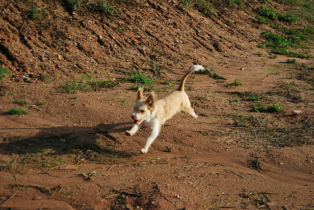 Das wahre Leben So´n büschen bekloppt ist ja ok. 9,7 kg CleoHund in