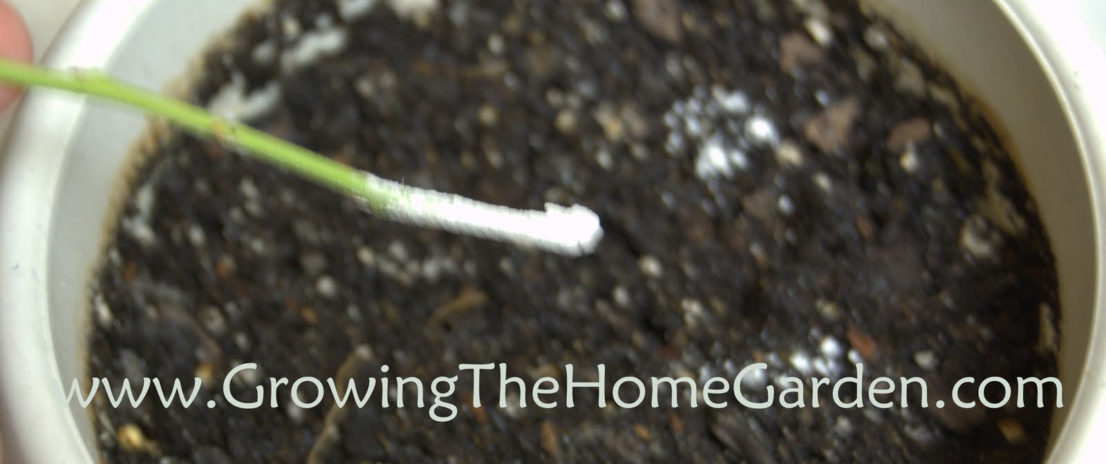 Propagating Blueberries through Cuttings My First Attempt Growing