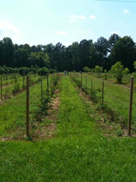 Lyonblueberry Farm Ph 6699205 Lyon Blueberry Farm in Wilsonville