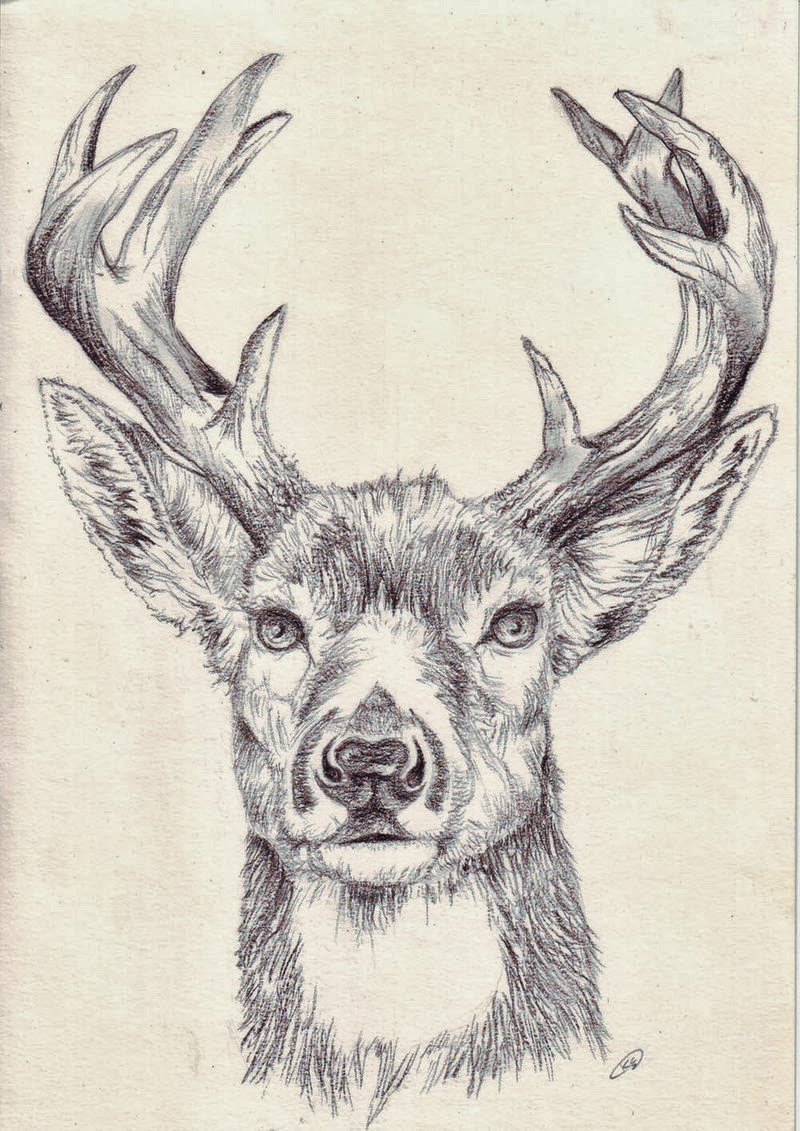 Tierzeichnung, Hirsch zeichnung, Zeichnungen