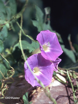 morning glory morning glory