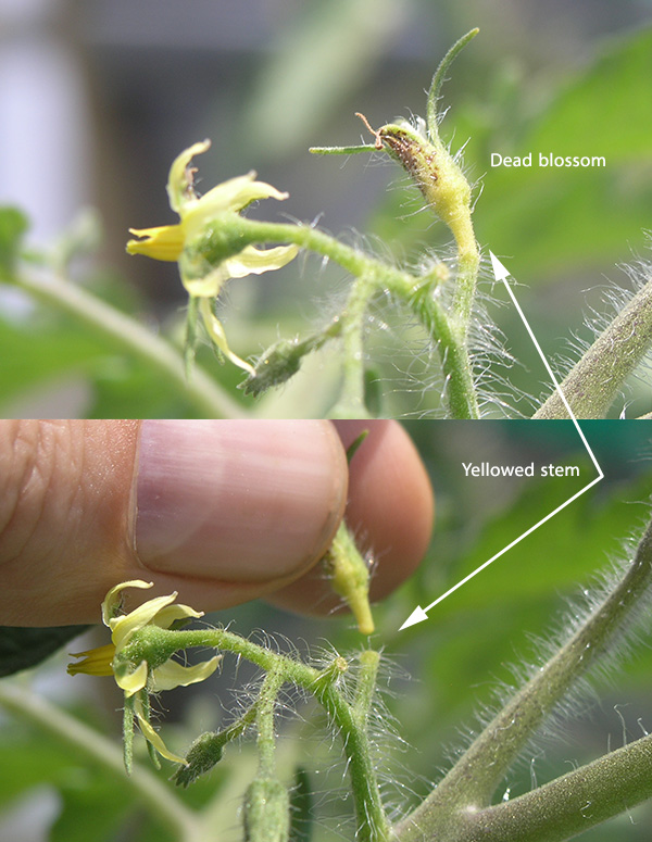 Gardening Aloft Blossom Pollination