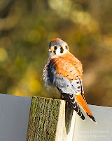 American Kestrel Chris Biddleman