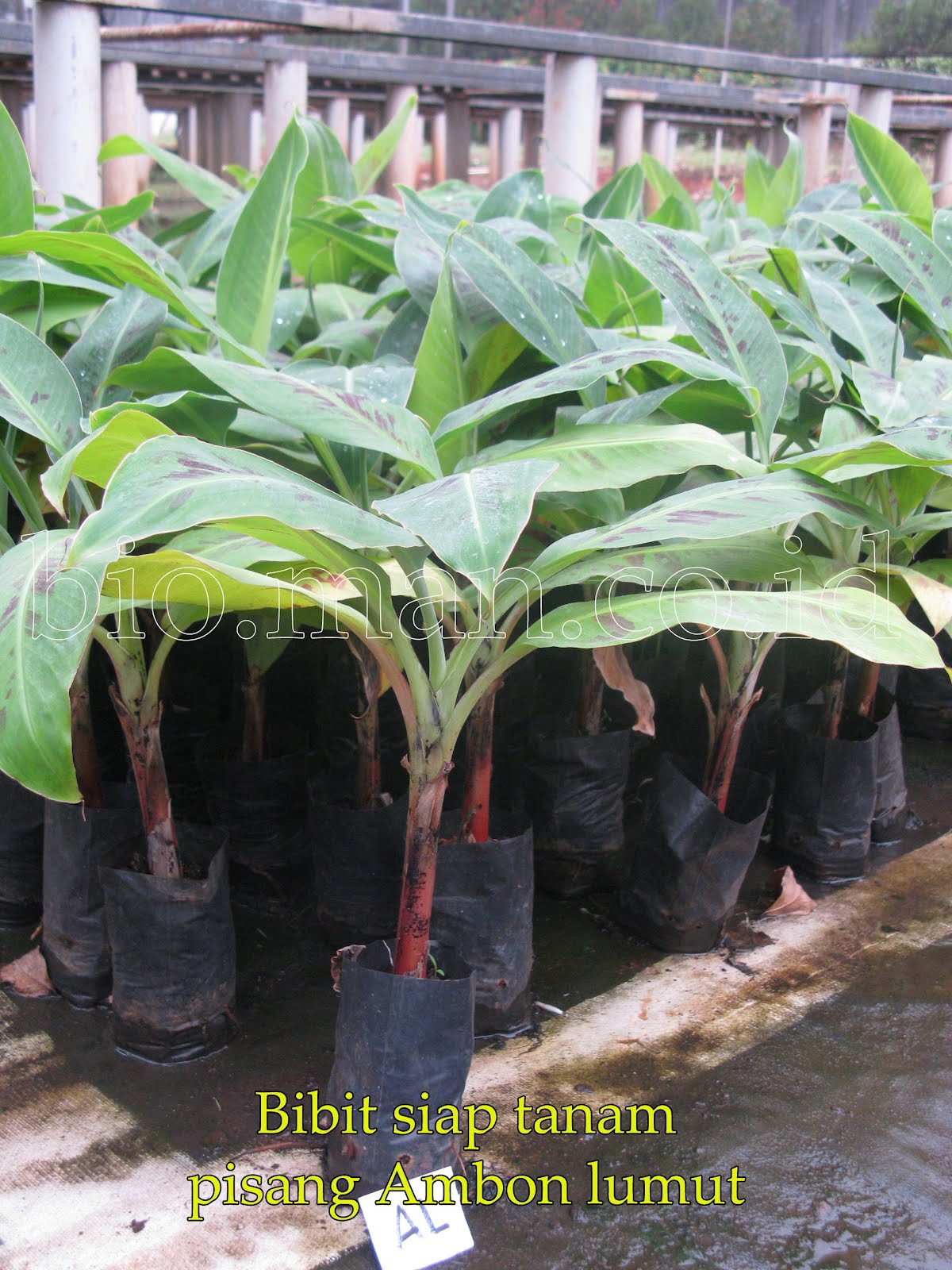 bio jual bibit pisang siap tanam bio jual bibit pisang siap tanam