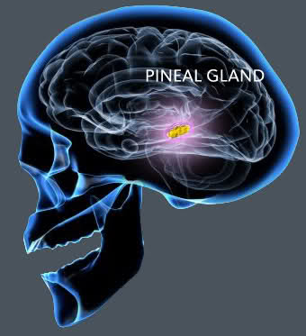Pineal+Gland.jpg