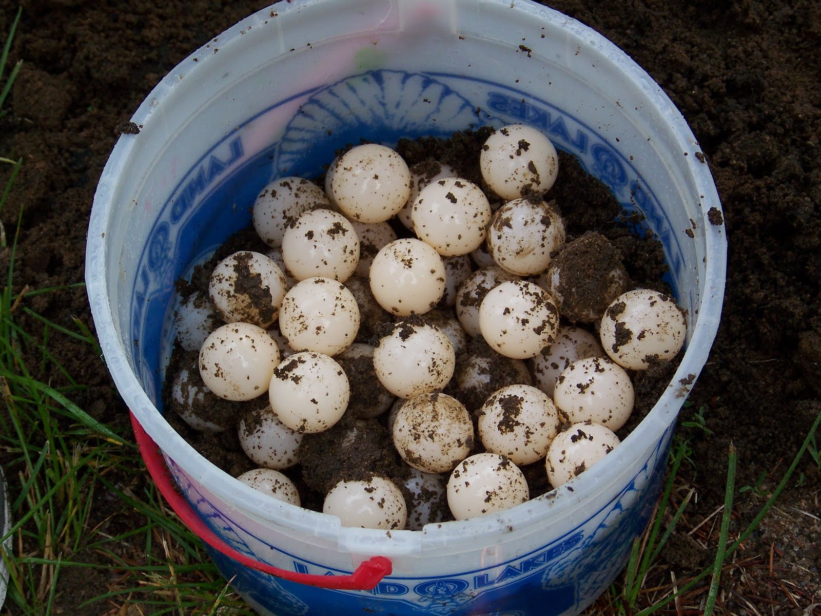 Summers of Pathways Snapping Turtle Eggs & Clown Worship