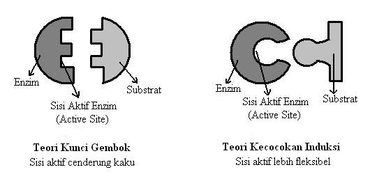 Cara Kerja Enzim - Teori dan Cara Kerja