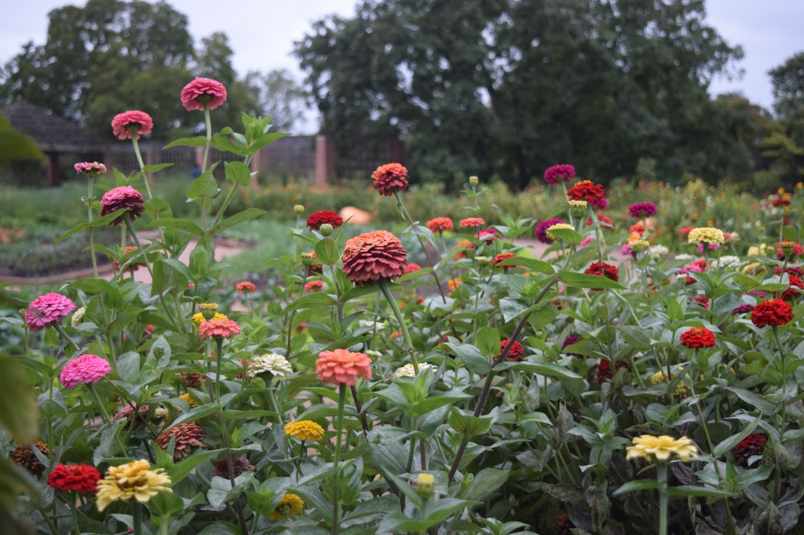 Experiencing Fall at Chicago Botanic Garden Floradise