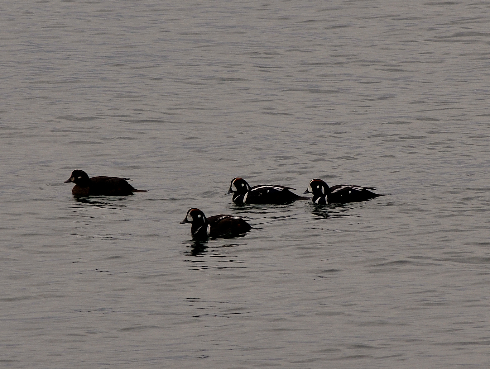 Buzz's Marine Life of Puget Sound A Few Puget Sound Birds
