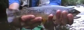 Urban Fly Fishing