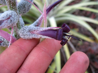 Ursulaea tuitensis flower