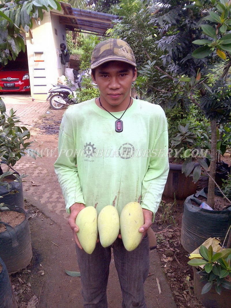 PBN Mangga Kio Jay