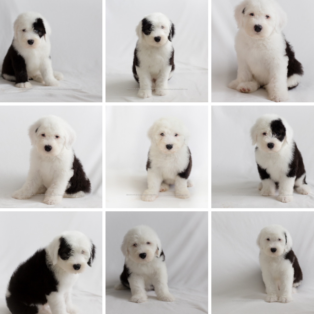 old english sheepdog puppies, snowdowne, oes puppies, oes breeder, portland dog photographer