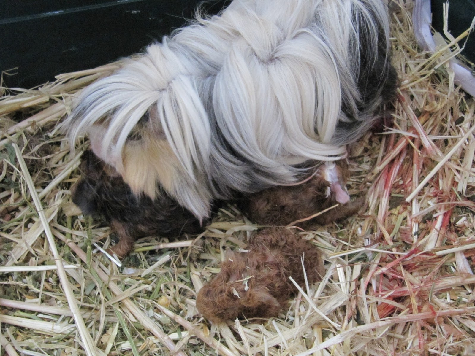 How do I know when my guinea pig will give birth?