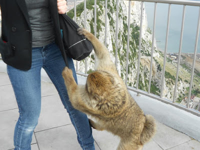 Monkey Robbery
