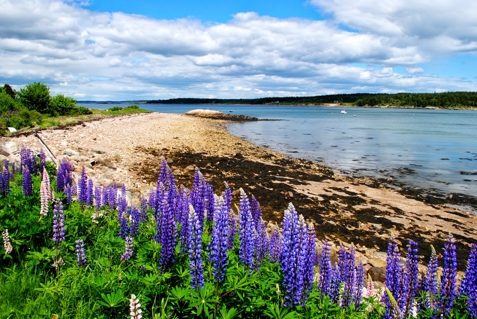 Field Notes and Photos Lupine Downeast Maine's Summer Beauty!