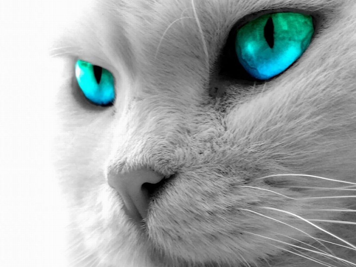 Animals Zoo Park: Black Cat Eyes Wallpapers, Blue Cat Eyes ...
