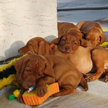 Puppy Pile!
