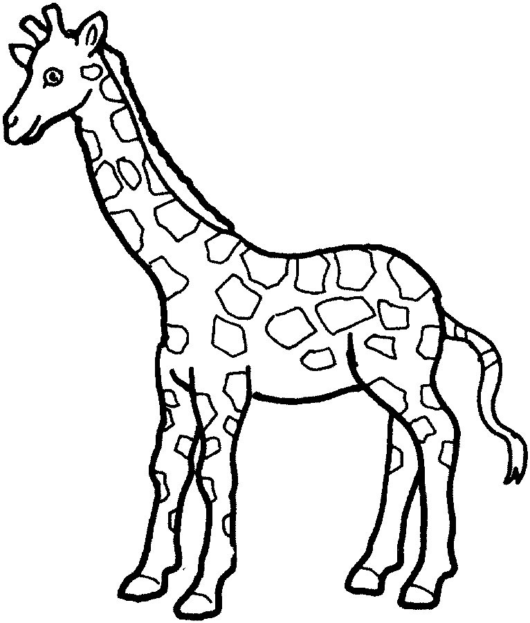 imagens de animais selvagens para colorir desenhos para pintar e