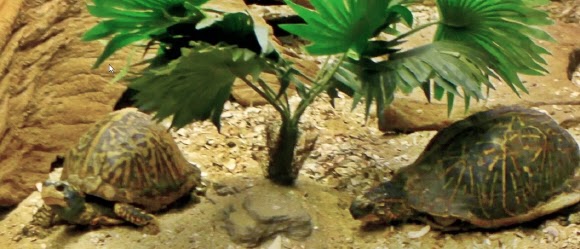 Florida Box Turtle im Calusa Nature Center and Planetarium, Florida USA
