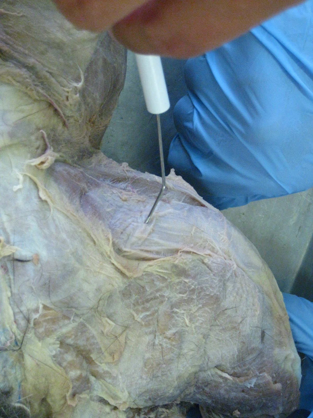 kitty cadaver cat muscles fascia lata not a muscle but a
