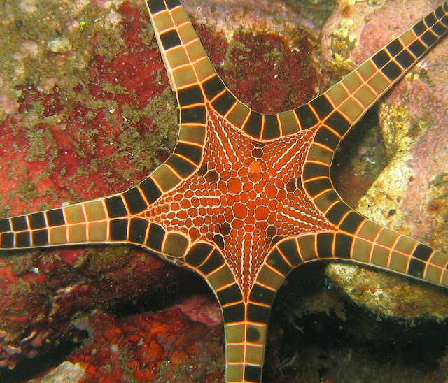La estrella de mar que parece un mosaico Iconaster+longimanus+estrella+de+mar+mosaico+10