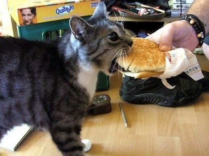 Gato Comiendo Hamburguesa Imagenes de Animales Graciosos, Videos y Fotos de Animales Graciosos