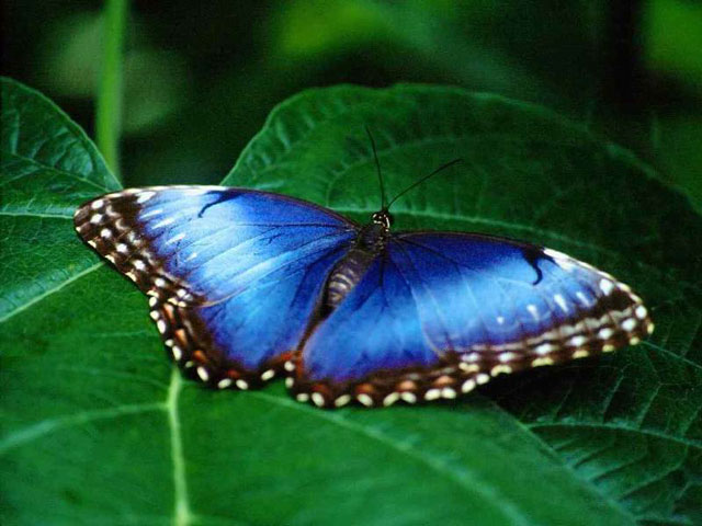 Beautiful-Wallpapers-Nature beautiful nature wallpapers. Beautiful-Wallpapers-Nature