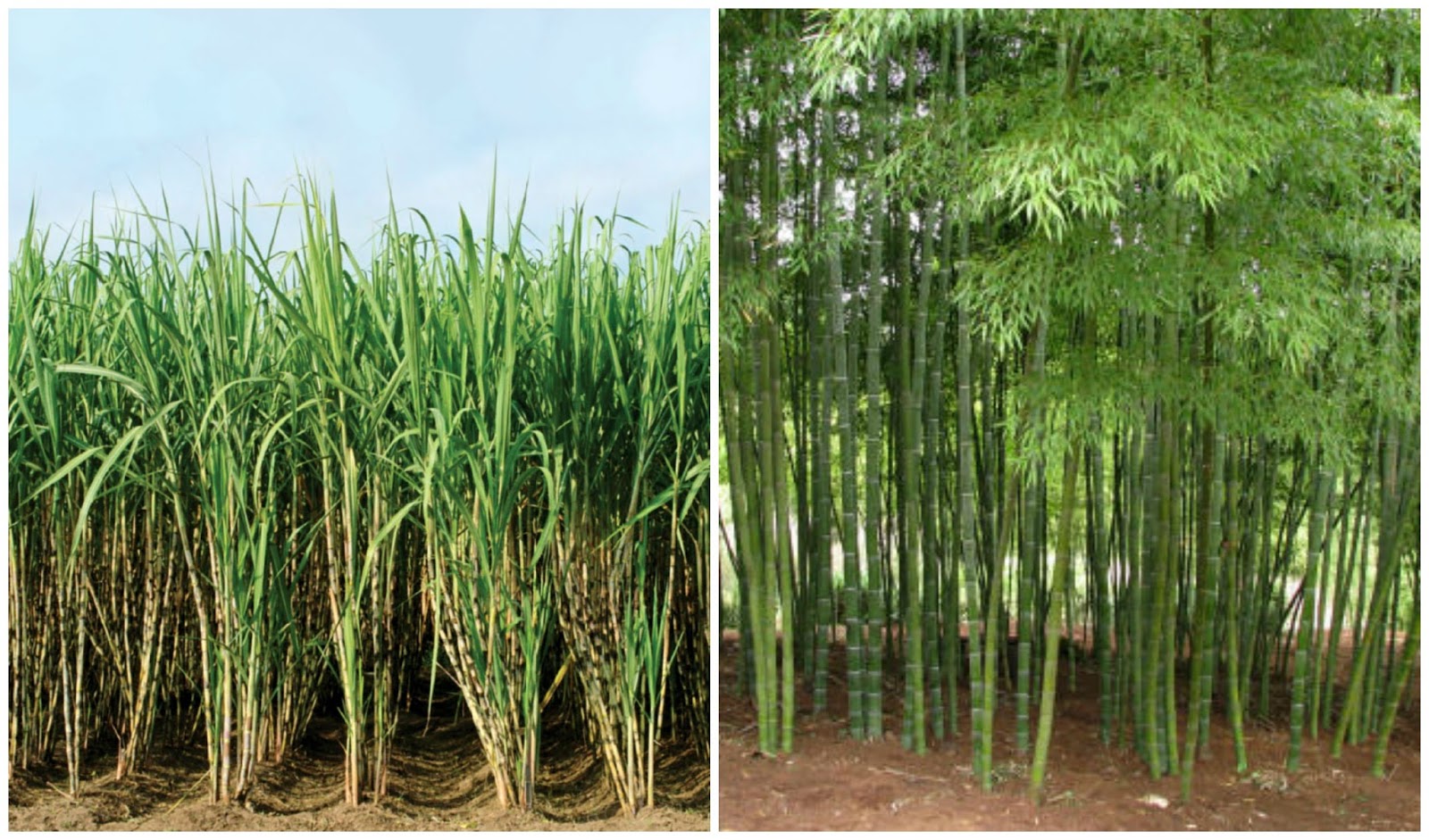 Cane Craft & Allied Industries September 2015