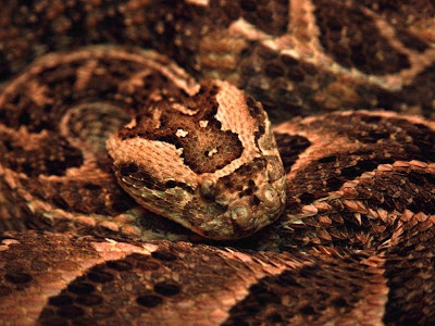 Reptiles Snake Normal Resolution HD Wallpaper 9