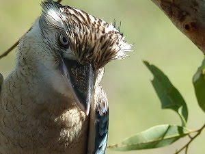 Blue Winged Kookaburra concentrating
