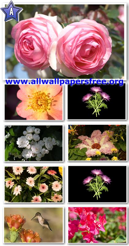 flowers wallpapers 2011. Flowers Wallpapers 2011.