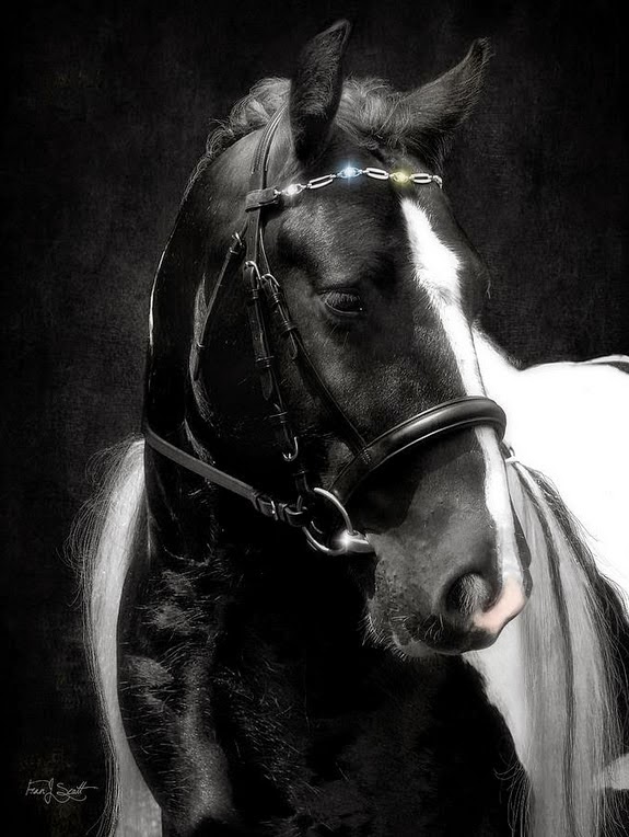 pura-sangre-fotografias-de-cabezas-de-caballos-negros caballos-negros-fotos-artisticas