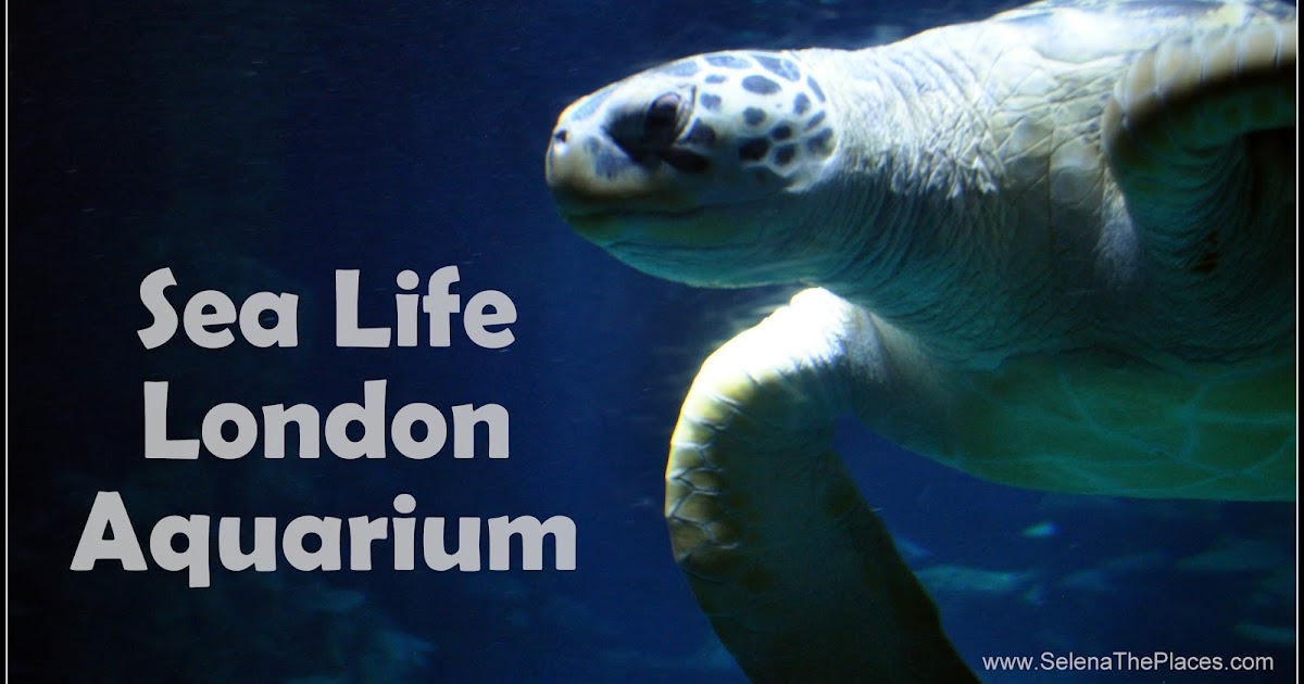 Oh, the places we will go! Sea Life London Aquarium