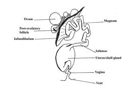 female genitalia-ovary